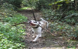 American Bulldog dogs for sale: Rescue Ozzy  - Image 28