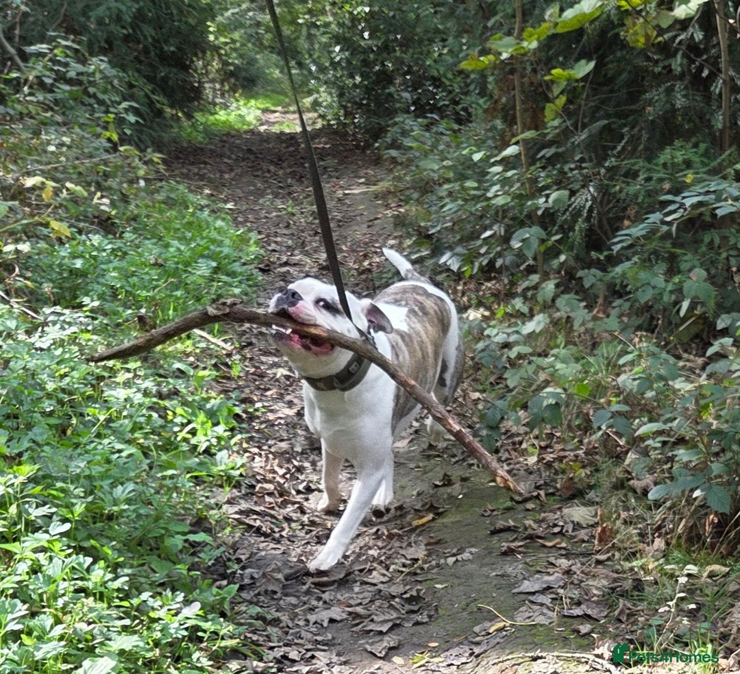 American Bulldog dogs for sale: Rescue Ozzy  - Image 28