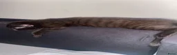 British Longhair cats for sale: Beautiful kittens in need forever homes❤️ - Advert 14