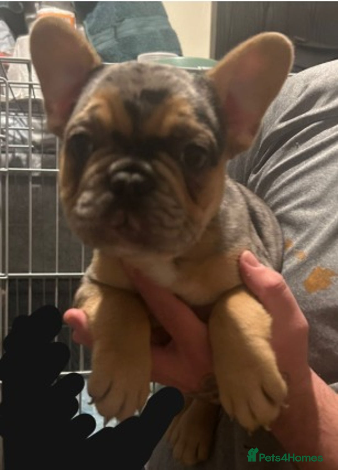 French Bulldog dogs for sale: Stunning French Bulldog Puppies for Sale  - Advert 9
