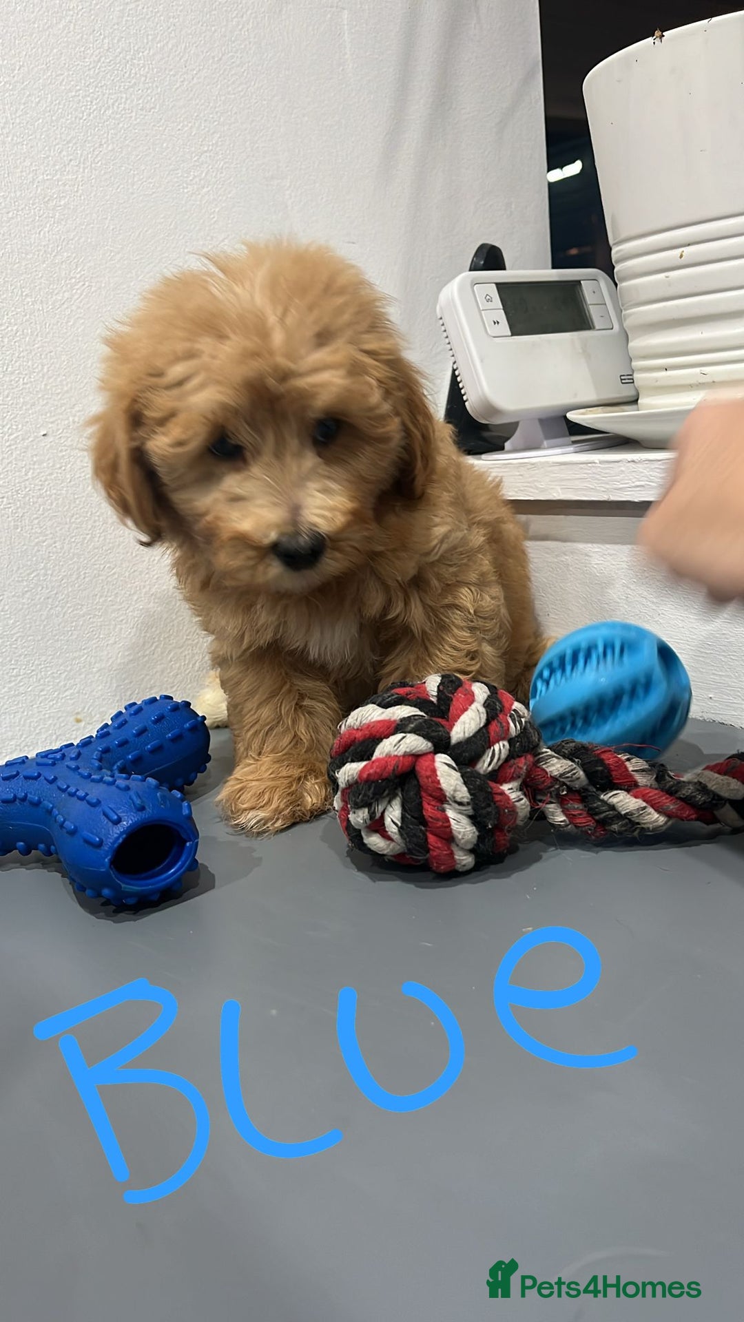 Coton De Tulear dogs for sale: Cotonoodle - Image 5