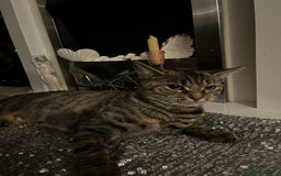 Bengal cats for sale: Half Bengal Cat Female - Image 4