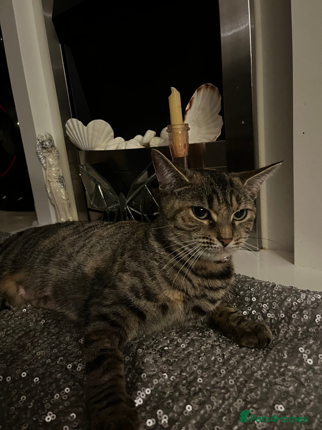 Bengal cats for sale: Half Bengal Cat Female - Image 4