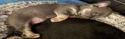 Chihuahua dogs for sale: Cheeky Little Chihuahua Pup  in Littlehampton - Advert 2