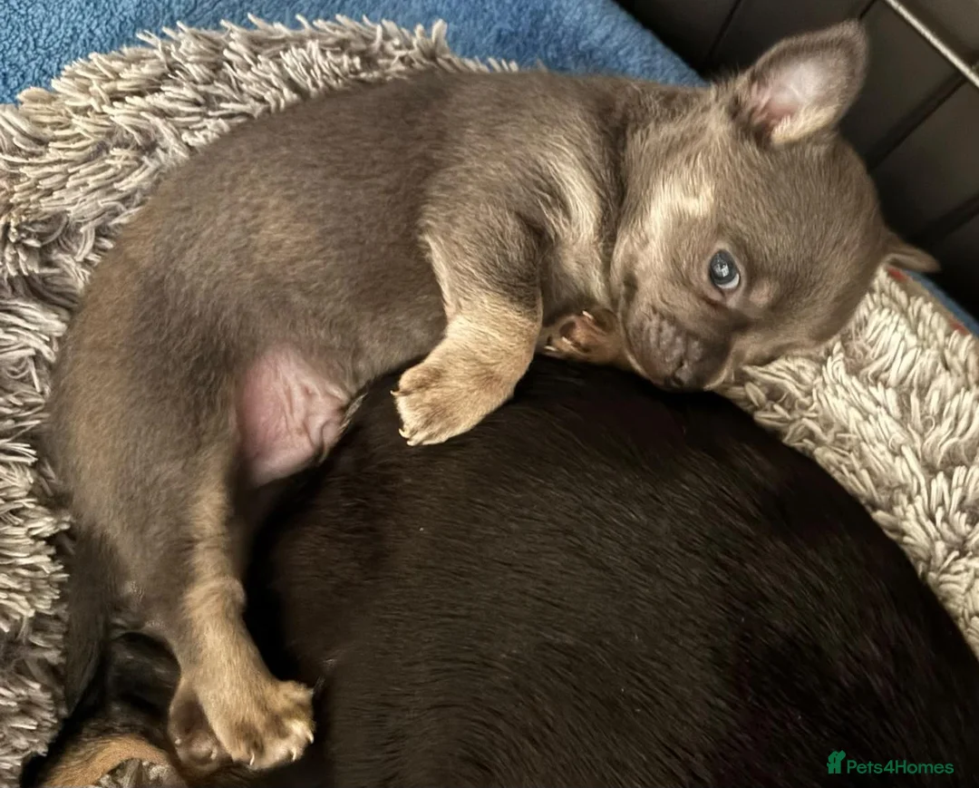 Chihuahua dogs for sale: Cheeky Little Chihuahua Pup  in Littlehampton - Advert 2