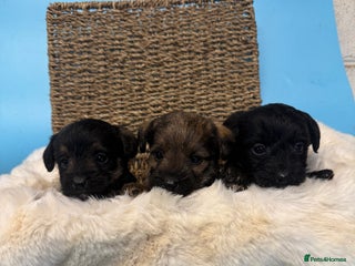 Mixed Breed dogs Unique Border Terrier X Mini Poodle Puppies! - Advert 9