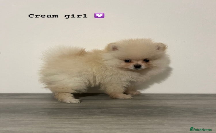 Pomeranian dogs - Advert 14