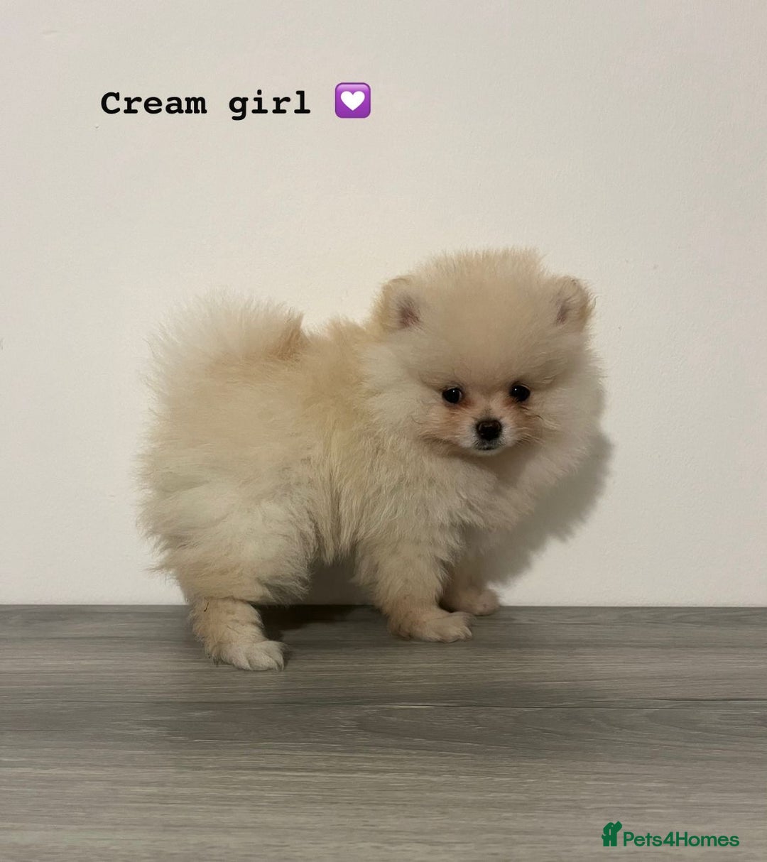 Pomeranian dogs for sale: Pomeranian puppies - Image 1