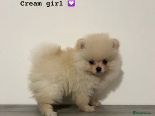 Pomeranian dogs for sale - Advert 1