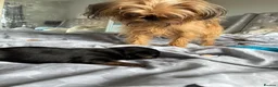 Mixed Breed dogs for sale: griffon cross Chihuahua puppies in Darlington - Advert 2