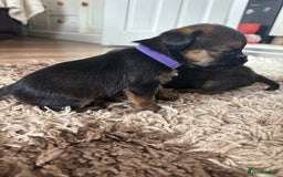 Border Terrier dogs for sale: Border terrier pups - Image 17