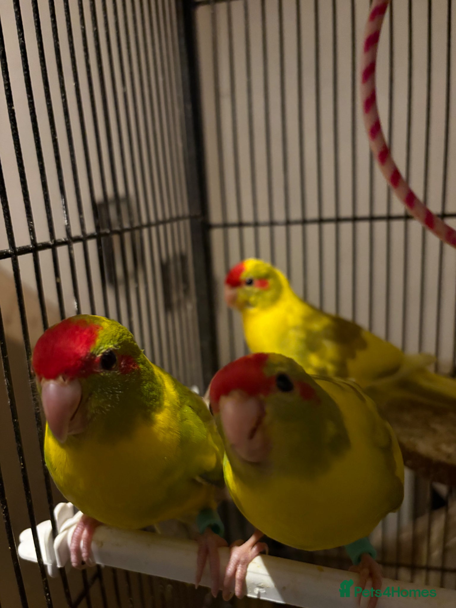 Parakeets birds Hand reared and hand tame Kakariki - Advert 2