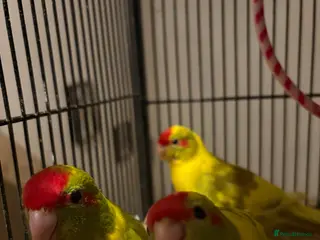 Parakeets birds Hand reared and hand tame Kakariki - Advert 2