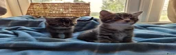 Mixed Breed cats for sale: Beautiful kittens looking for their forever homes  - Advert 13