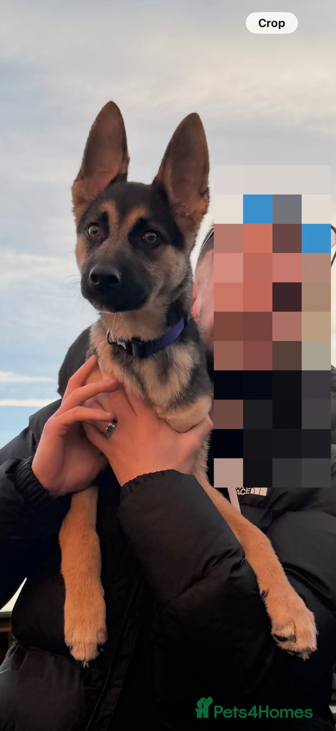 Mixed Breed dogs for sale: Phoenix 4months old  - Advert 7