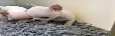 Chihuahua 3