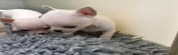 Chihuahua dogs for sale: Precious Paws, Bright Personalities—Chihuahuas in Manchester - Advert 2