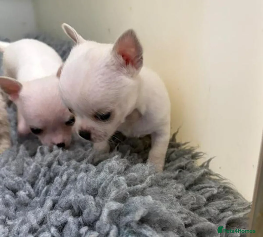 Chihuahua dogs for sale: Precious Paws, Bright Personalities—Chihuahuas in Manchester - Advert 2
