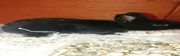 Netherland Dwarf rabbits for sale: Baby rabbits  - Advert 13