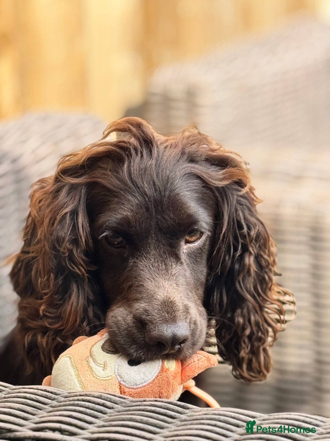 Cocker Spaniel dogs for sale: Cocker spaniel  - Advert 3