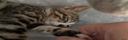 Bengal cats for sale: 4 x Beautiful Male Bengal Cross - Advert 13