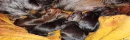 Miniature Dachshund dogs for sale: Beautiful miniature wire haired dachshund pups - Advert 3