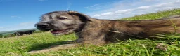 Irish Wolfhound dogs for stud: Irish Wolfhound Stud - Advert 12