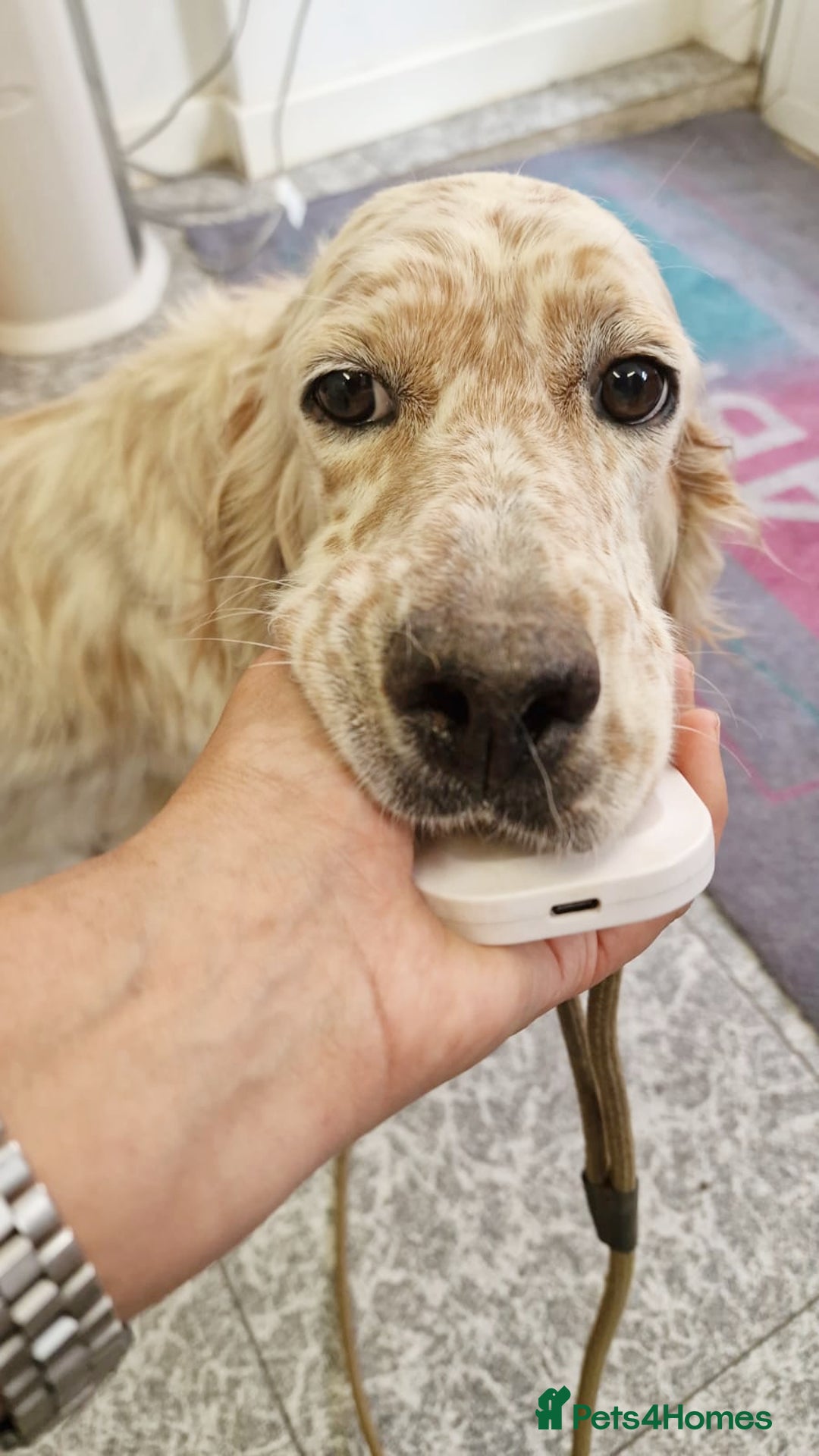 English Setter dogs for adoption: Dina  - Image 5