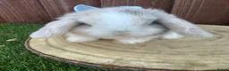 Mini Lop rabbits for sale: Beautiful purebred mini lops ready to reserve  - Advert 27