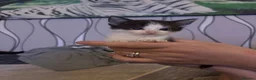 Mixed Breed cats for sale: Kittens in Launceston - Advert 3