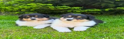 Mixed Breed dogs for sale: Stunning Australian Shepherd x Rough collie pups in Biggar - Advert 1