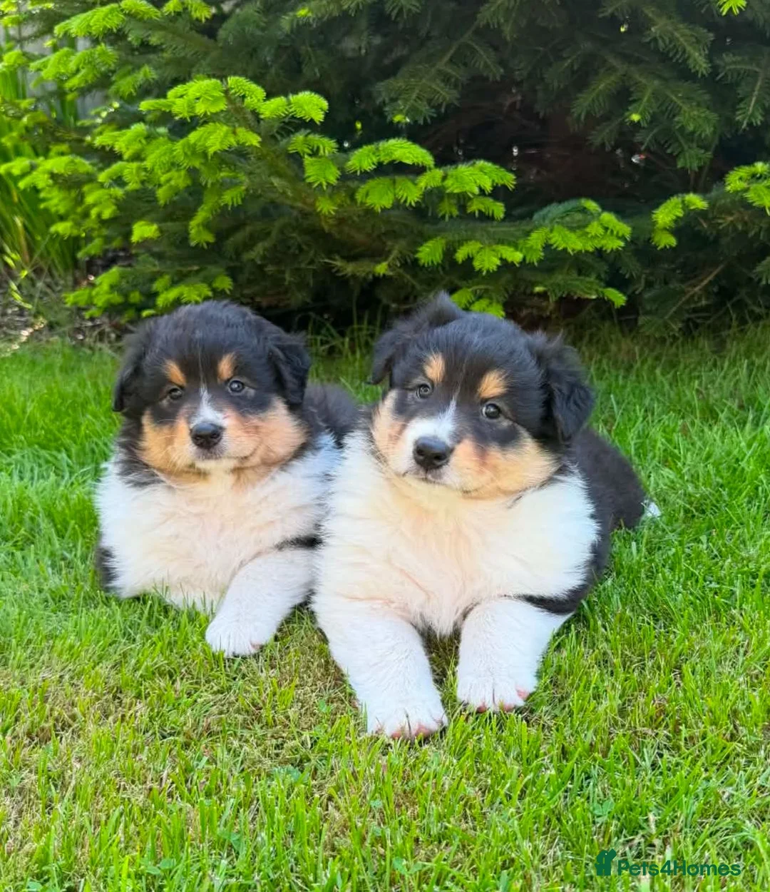 Mixed Breed dogs for sale: Stunning Australian Shepherd x Rough collie pups in Biggar - Advert 1
