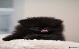 Pomeranian dogs for sale: READY TO LEAVE STUNNING True to type Pomeranians🩷 - Image 6