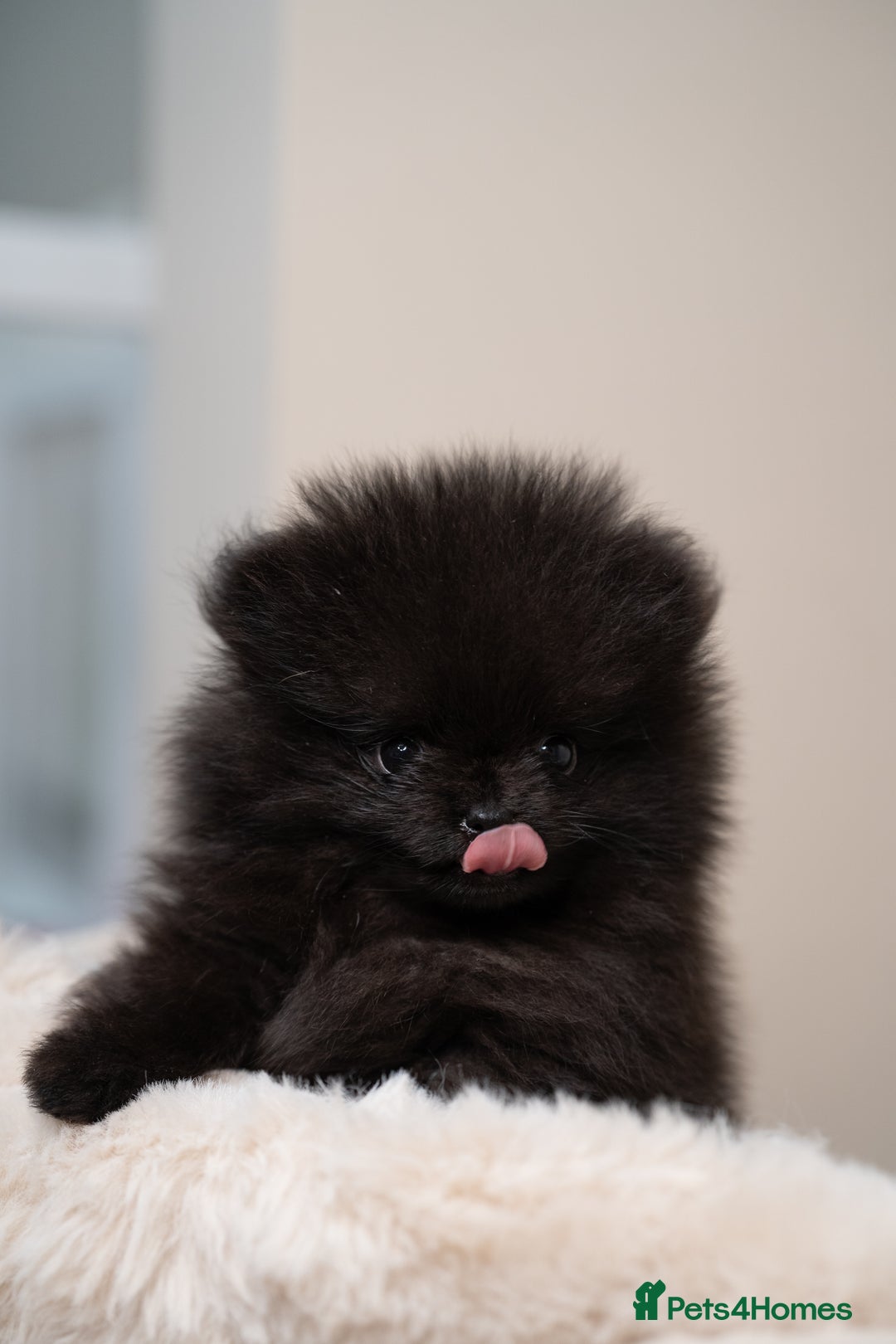 Pomeranian dogs for sale: READY TO LEAVE STUNNING True to type Pomeranians🩷 - Image 6