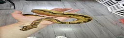 Python Snake reptiles for sale: 🐍 Clown Ball Python for Sale – £100 - Advert 2