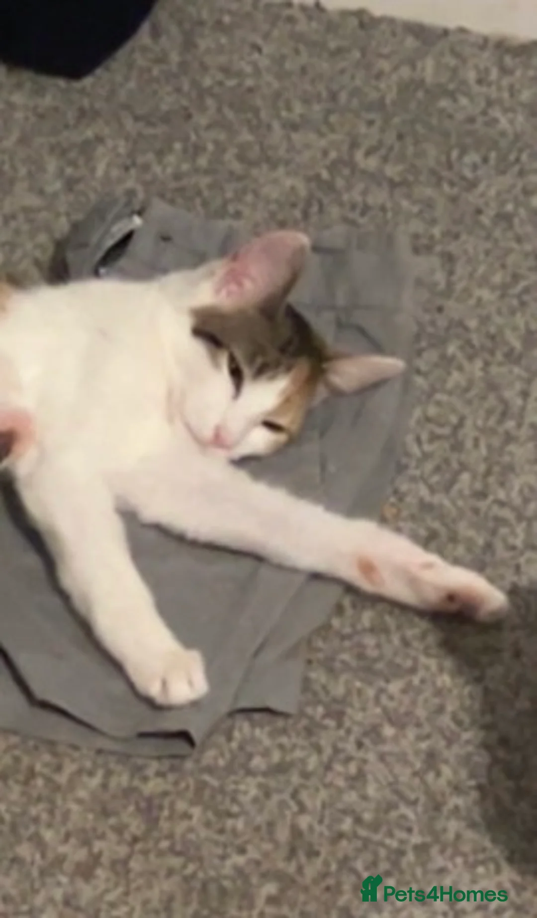 Mixed Breed cats for sale: 4 kittens under 1 needs rehoming - Advert 2