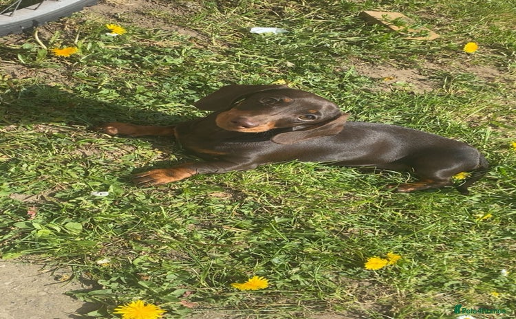Miniature Dachshund dogs - Advert 9