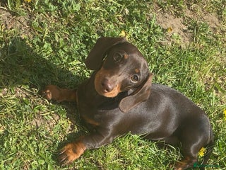 Miniature Dachshund dogs - Advert 14
