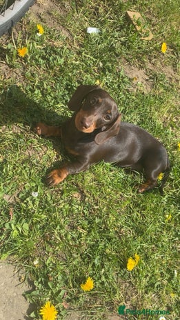 Miniature Dachshund dogs - Advert 2