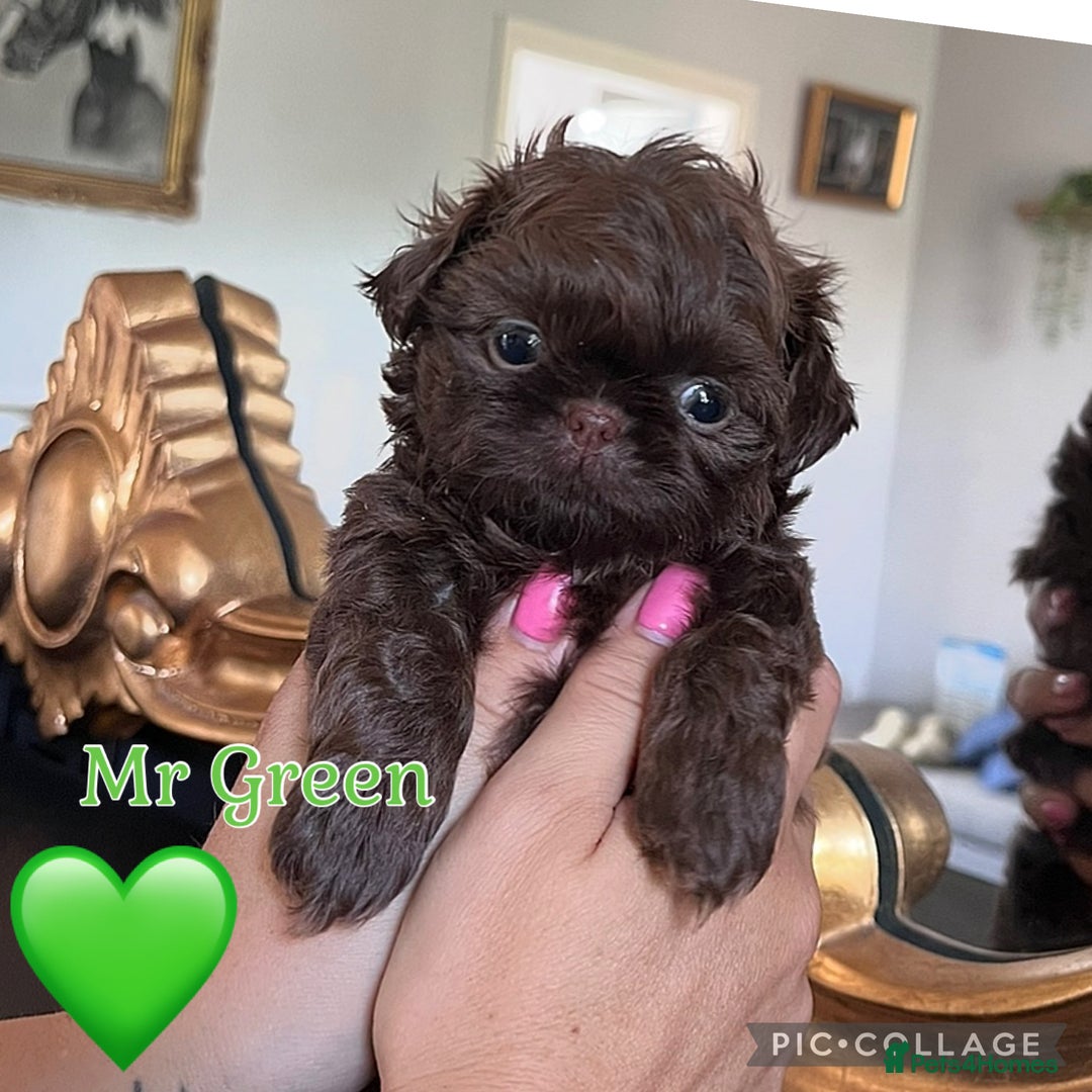 Shih Tzu dogs for sale: Stunning KC chocolate imperial Shihtzu puppies - Image 37