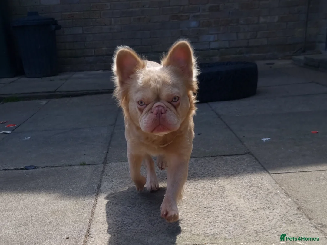 French Bulldog dogs for sale: Brother and sister for sale - Advert 2
