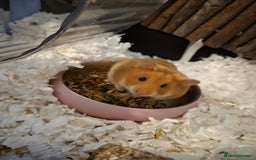 Hamster rodents for sale: Syrian female Hamster  - Image 1