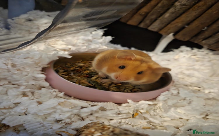 Hamster rodents - Advert 4