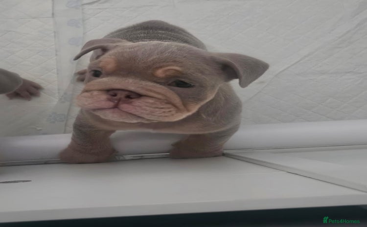 English Bulldog dogs - Advert 1