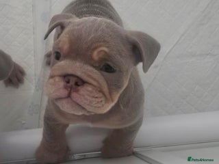 English Bulldog dogs - Advert 11