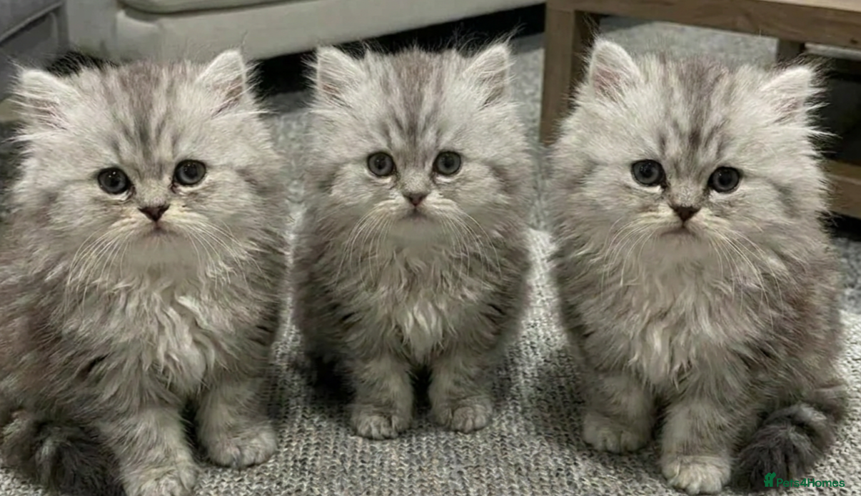 Persian cats Persian chinchilla kittens for sale 8 wks  - Advert 17