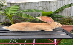 Continental Giant rabbits for sale: Continental Giants - Image 4