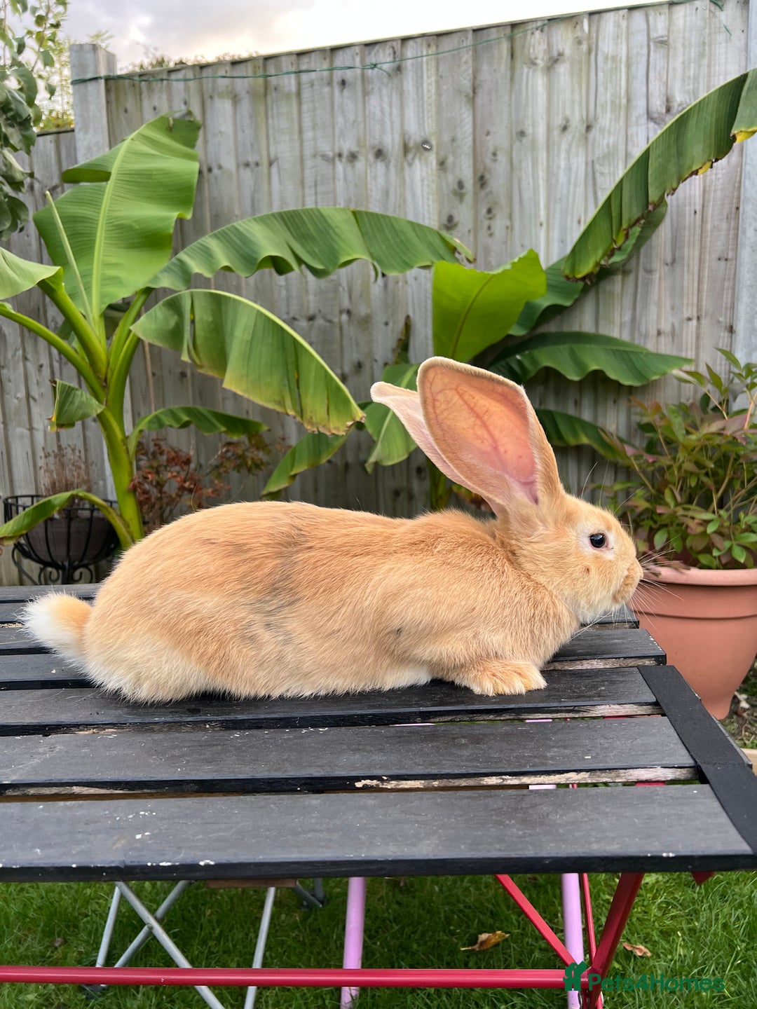 Continental Giant rabbits for sale: Continental Giants - Image 4