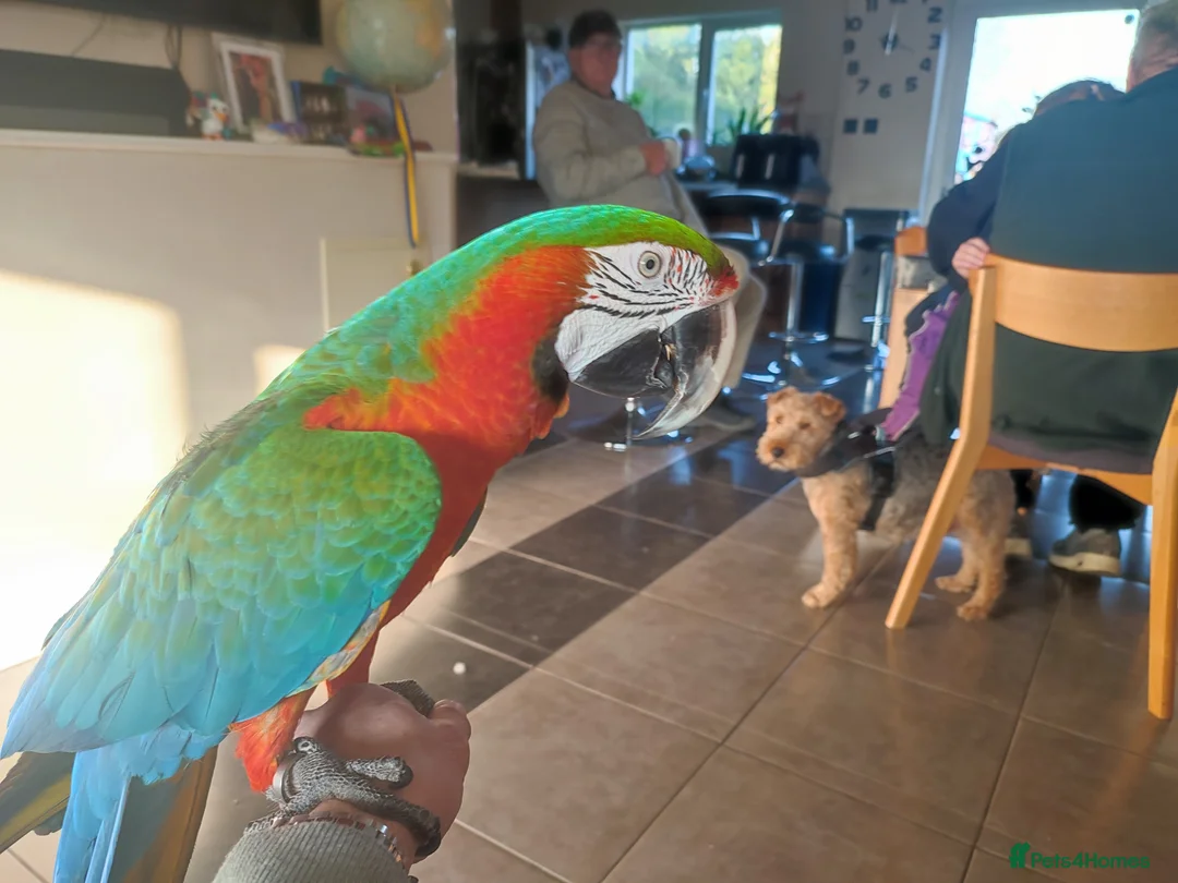 Macaws birds for sale: Harlequin macaw. Free flight trained - Advert 2