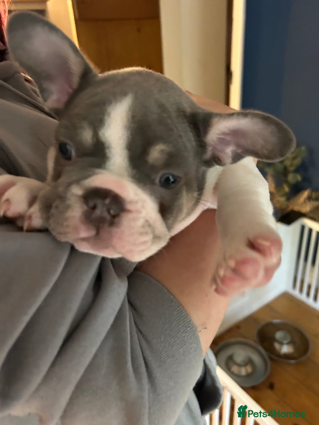 French Bulldog dogs for sale: ✨ REDUCED! STUNNING FRENCHIES LILAC TAN PIED 😍 - Image 14